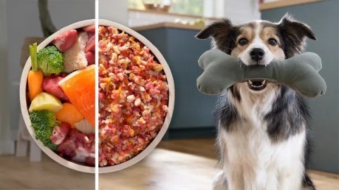 Maszynka do mielenia BOSCH MFW S650B